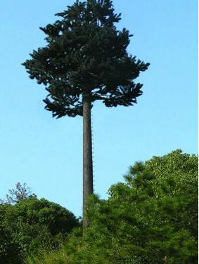 邢台仿生樹成人蜜桃视频在线看生產廠家